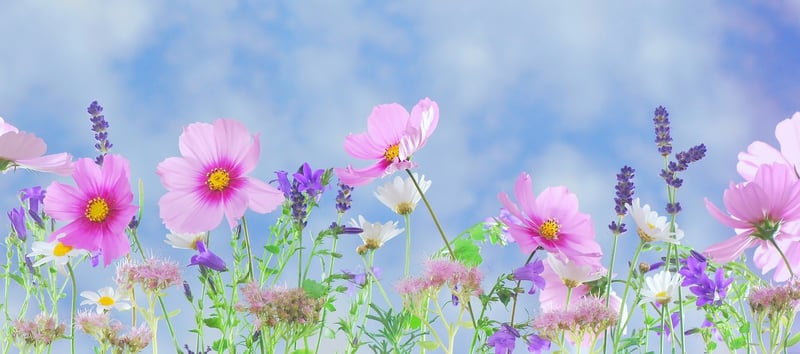Enchanted Garden