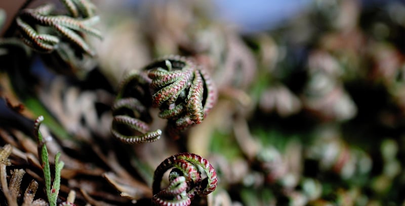 Resurrection Plant
